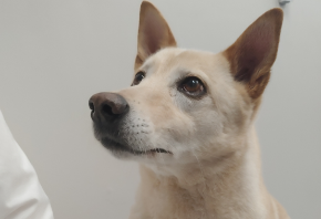 Picture for category Canine